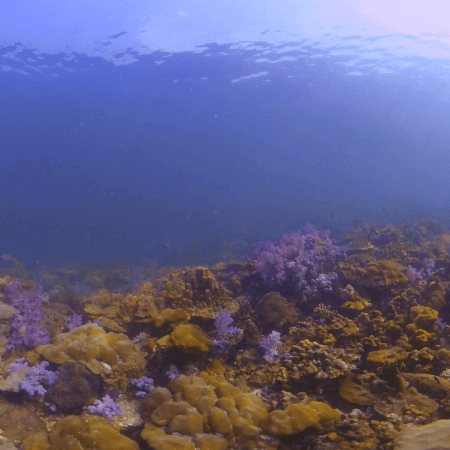 Sunlit Coral Plateau Vibrance