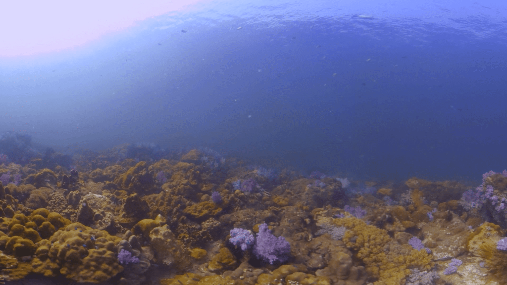 Sun-dappled Coral Garden Teeming with Fish