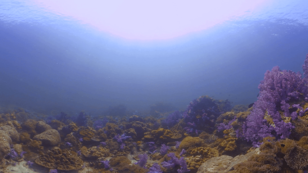 Vibrant Reef Soft Coral Panorama