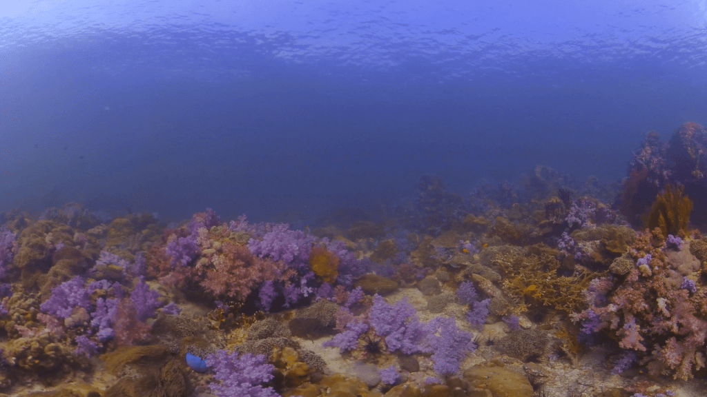 Vibrant Coral Garden Explored