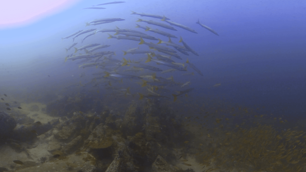Barracuda Vortex Over Reef Swarm