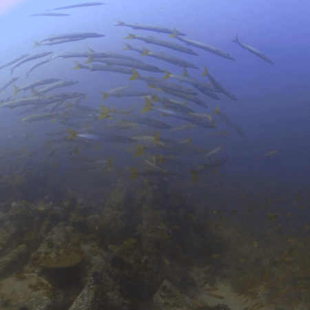Barracuda Vortex Over Reef Swarm