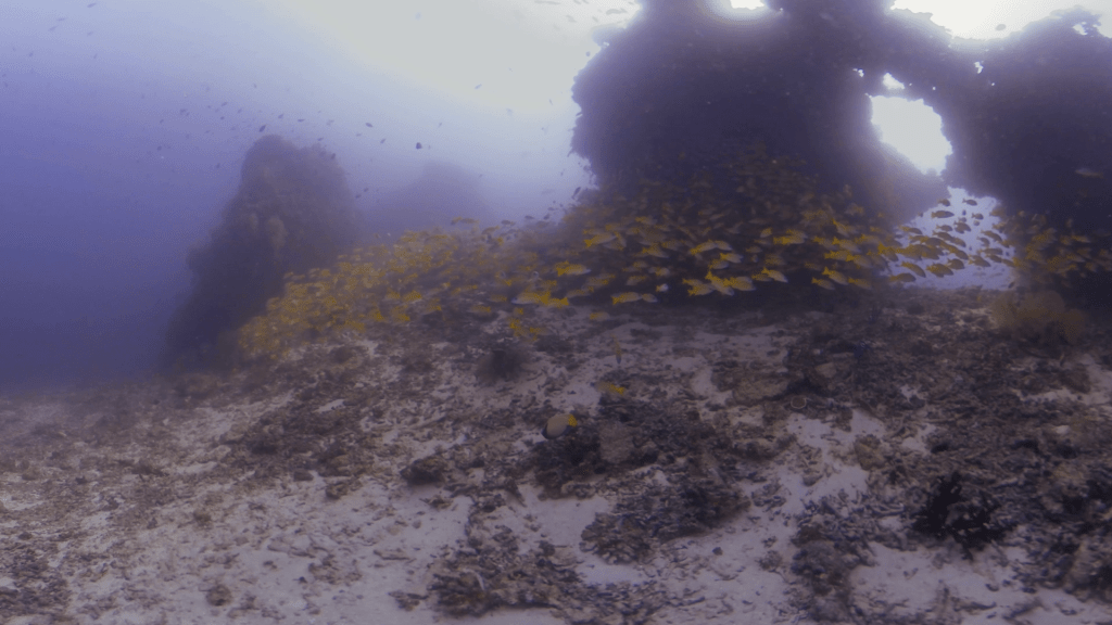 Snapper Swarm: Reef Life