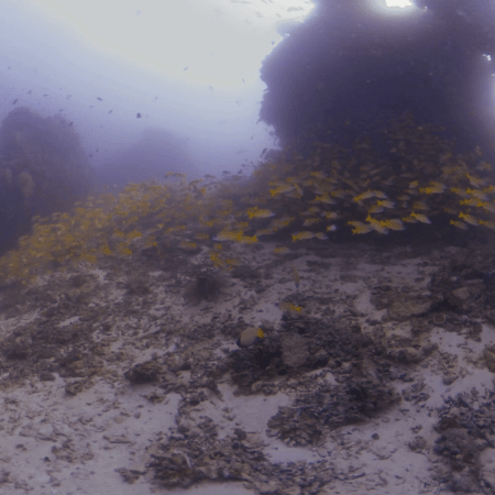 Snapper Swarm: Reef Life