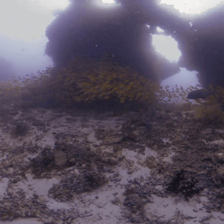 Snapper Swarm: Reef Life