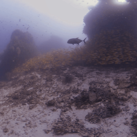 Snapper Swarm & Trevally Passage