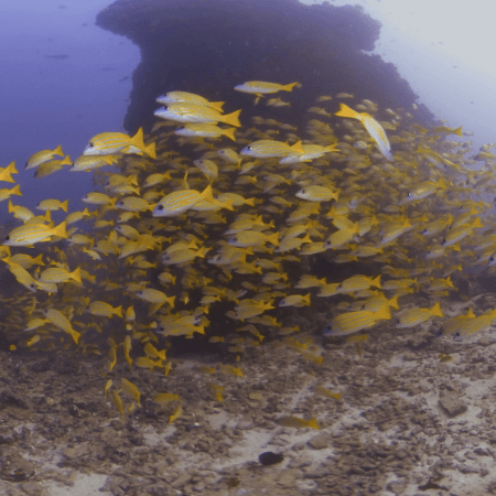 Golden School on Reef