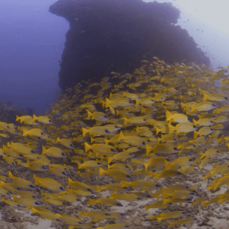 Snapper Swarm Reef