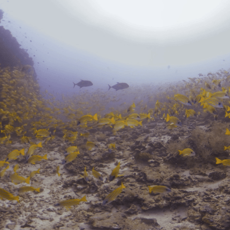 Snapper Swarm: Reef Life Spectacle
