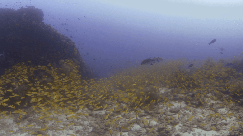 Reef Haven: Trevally & Snapper Spectacle