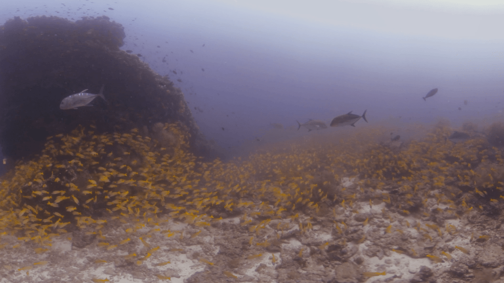 Reef Life: Snappers & Trevally