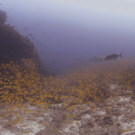 Reef Life: Snappers & Trevally