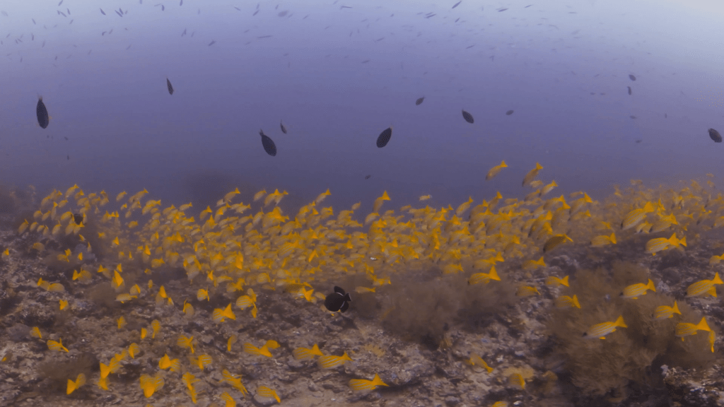 Golden Snapper Reefscape