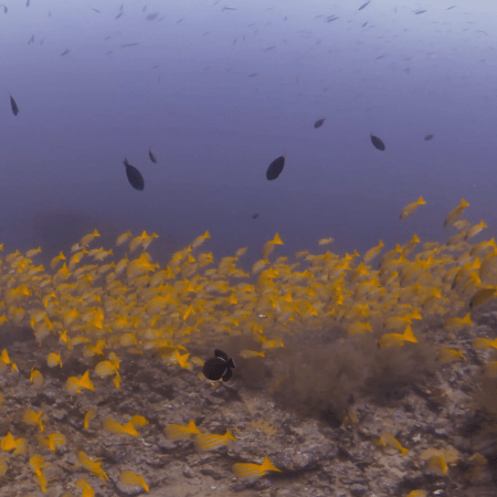 Golden Snapper Reefscape