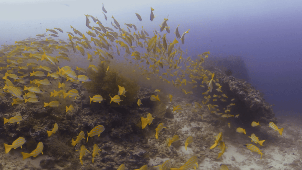 Snapper Swarm Over Reef