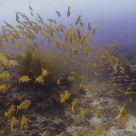Snapper Swarm Over Reef