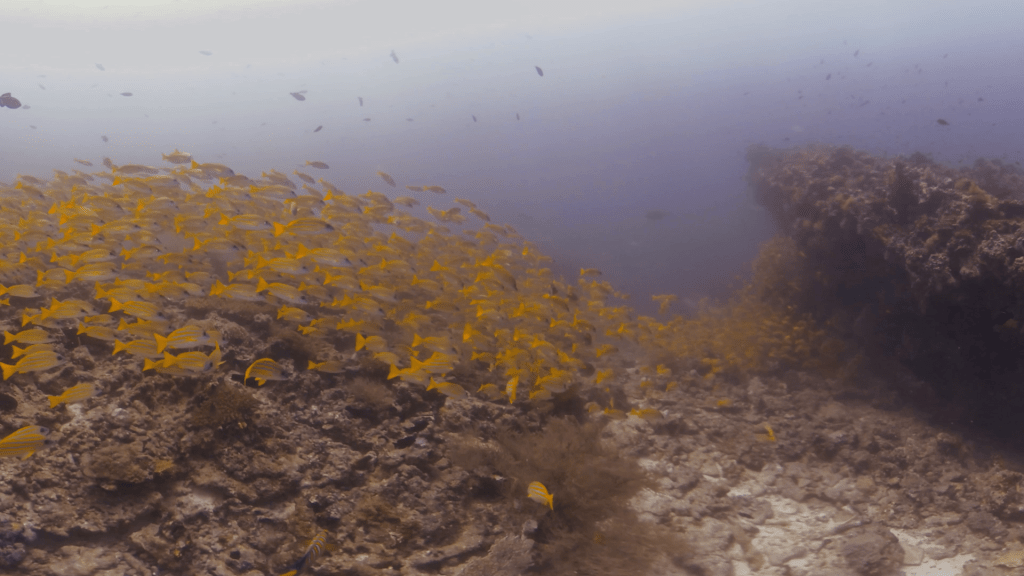 Golden Snapper Swarm on Reef