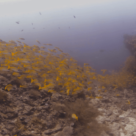 Golden Snapper Swarm on Reef