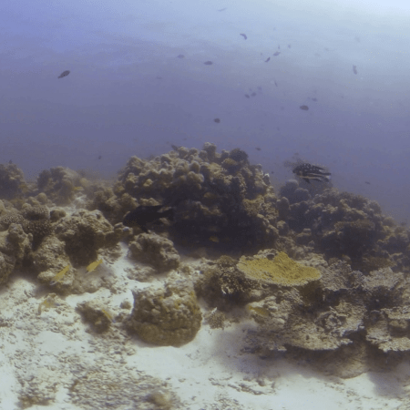 Sunlit Coral Community Bustles with Fish