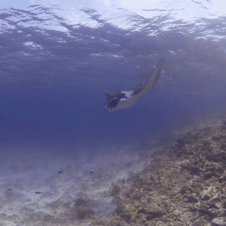Manta Ray Ballet: Oceanic Giants Glide