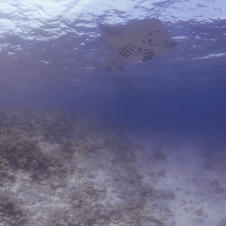 Manta Ballet: Surface Feeding Frenzy