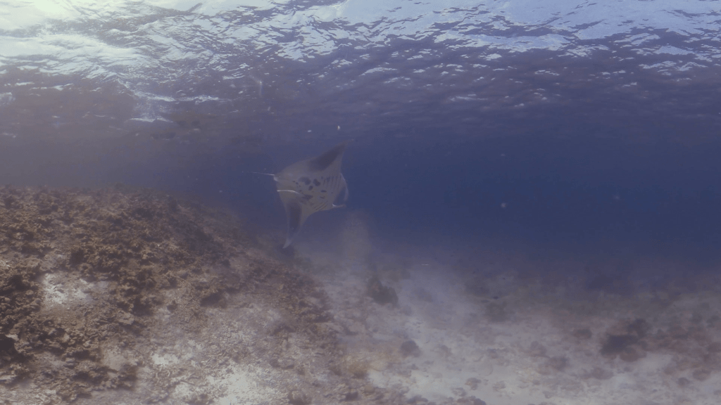 Manta Ballet: Surface Rays