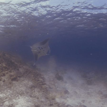 Manta Ballet: Surface Rays