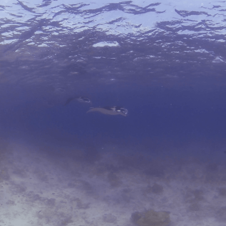 Manta Ray Ballet: Sandy Seabed Dance