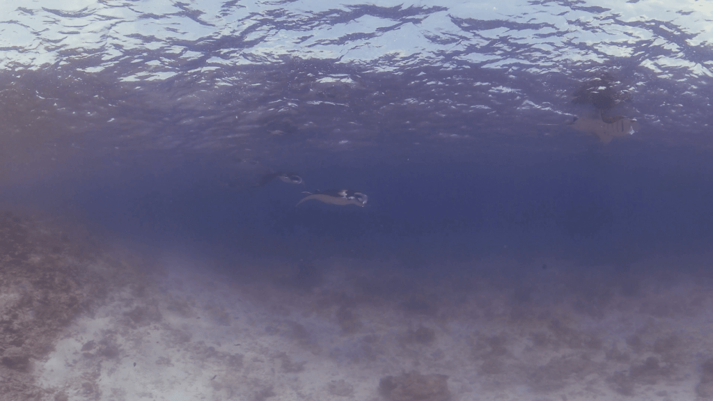 Manta Ballet: Surface Feeders