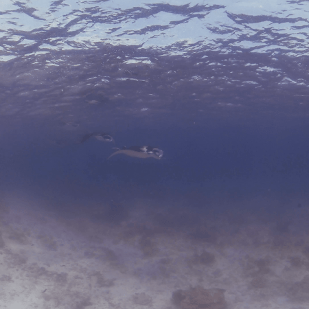 Manta Ballet: Surface Feeders