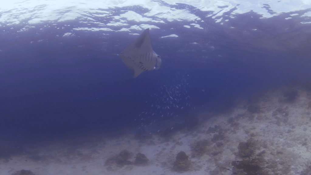 Manta's Serene Glide over Sandy Bottom