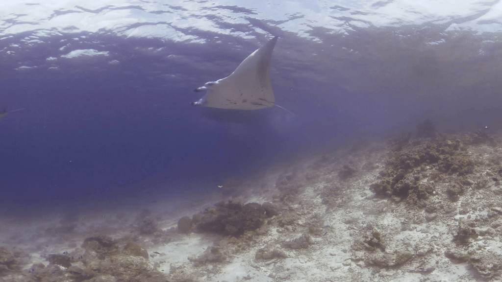 Manta Ballet Over Coral Reef