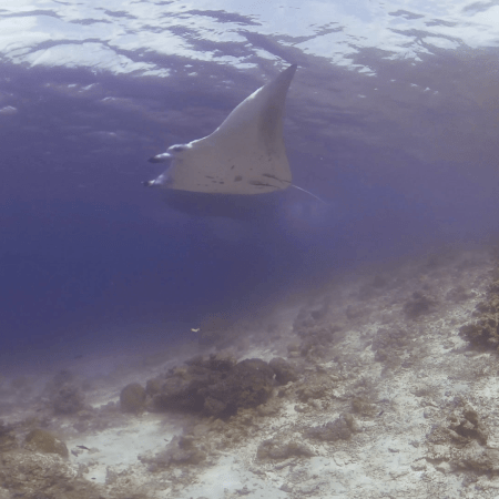 Manta Ballet Over Coral Reef