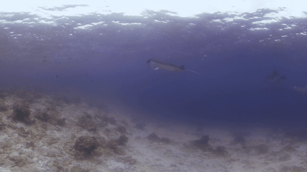 Manta Ballet: Rays at Surface