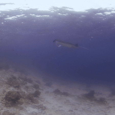 Manta Ballet: Rays at Surface