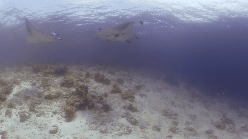 Manta Rays Glide Over Sandy Seascape