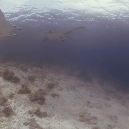 Manta Ballet: Sandy Seabed Serenity