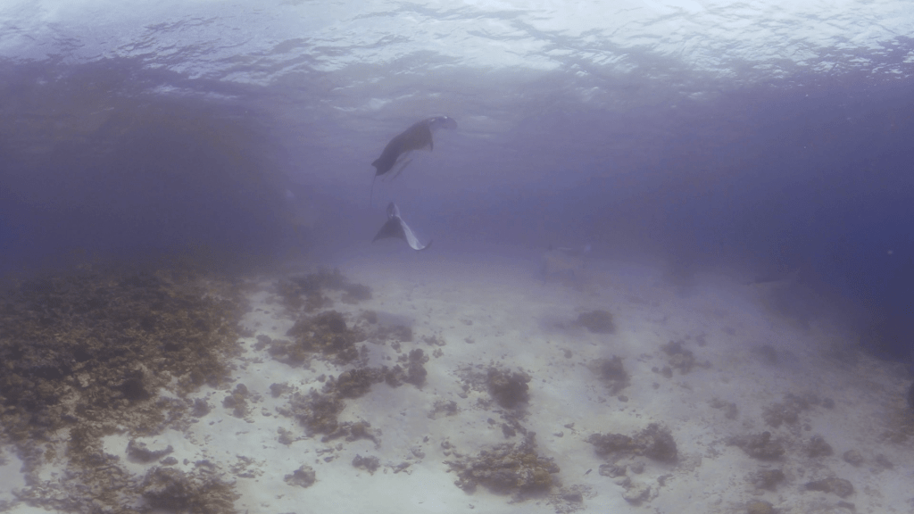 Manta Rays Playful Dance