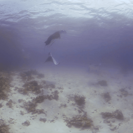 Manta Rays Playful Dance