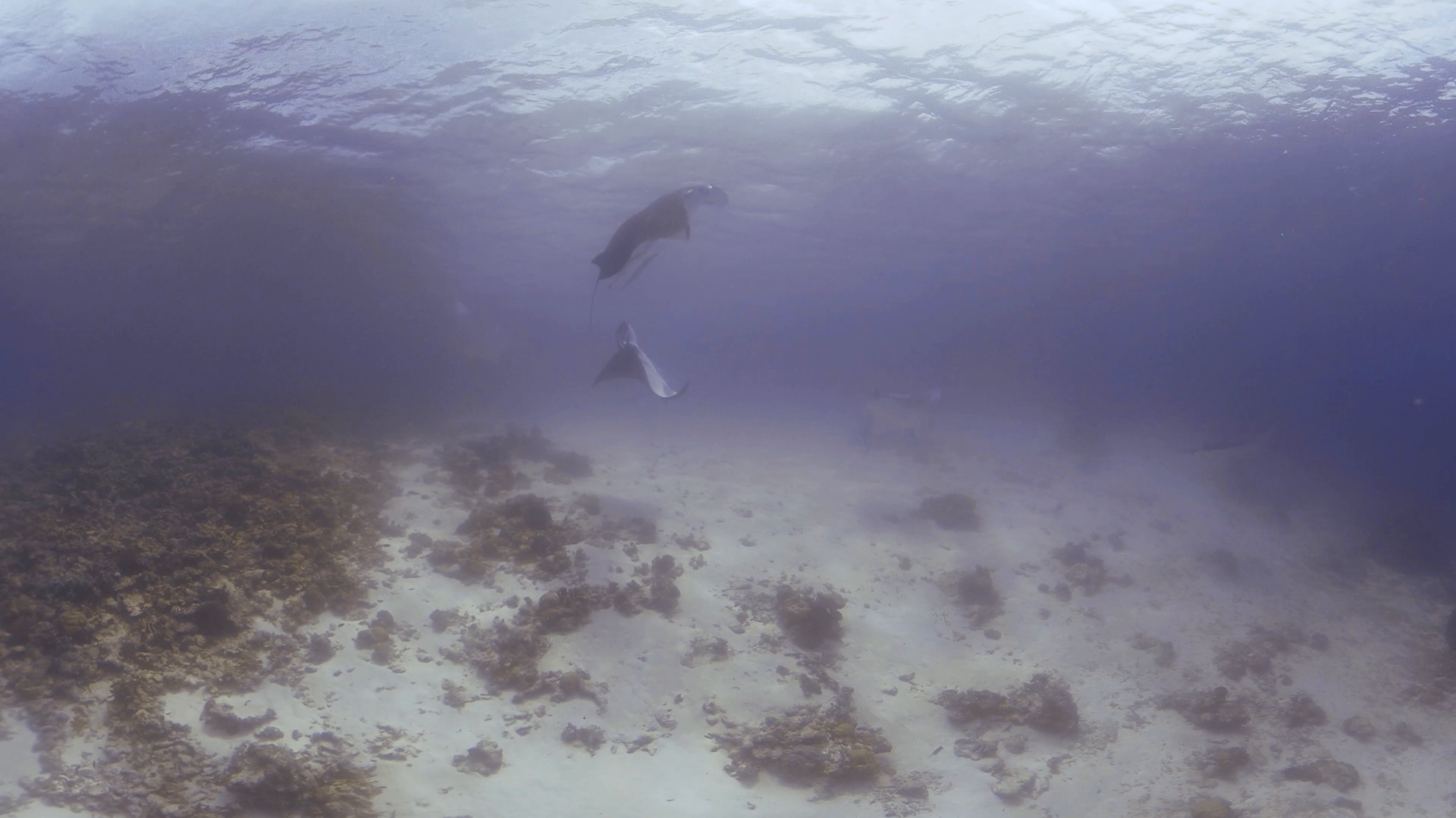 Manta Rays Singer Manta Rays Playful Dance - Immersive Medium