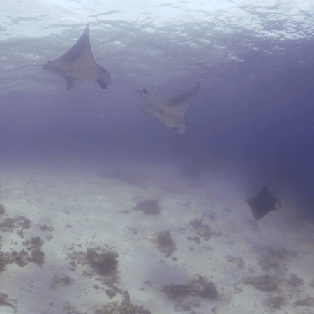 Manta Ballet: Ocean Gymnastics