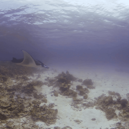 Manta's Glide: Coral Reef Encounter