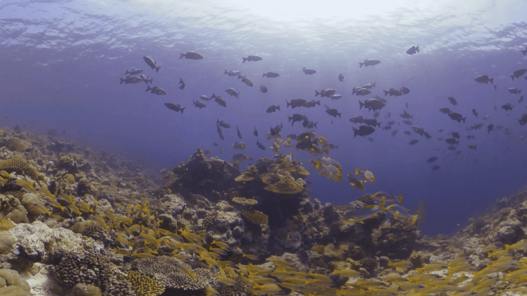 Vibrant Reef Schools Under Sunrays