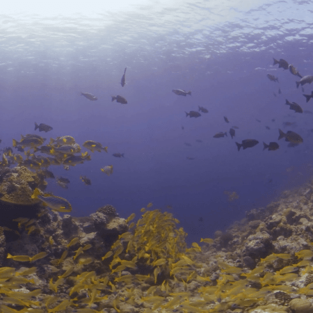 Dynamic Reef Schooling Symphony