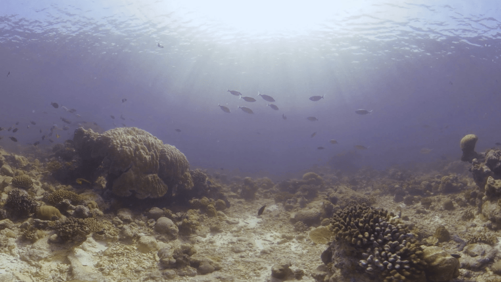 Sunlit Reef, Shimmering Fish Dance