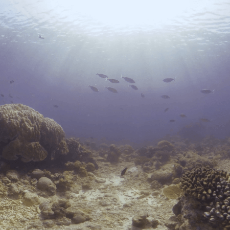 Sunlit Reef, Shimmering Fish Dance