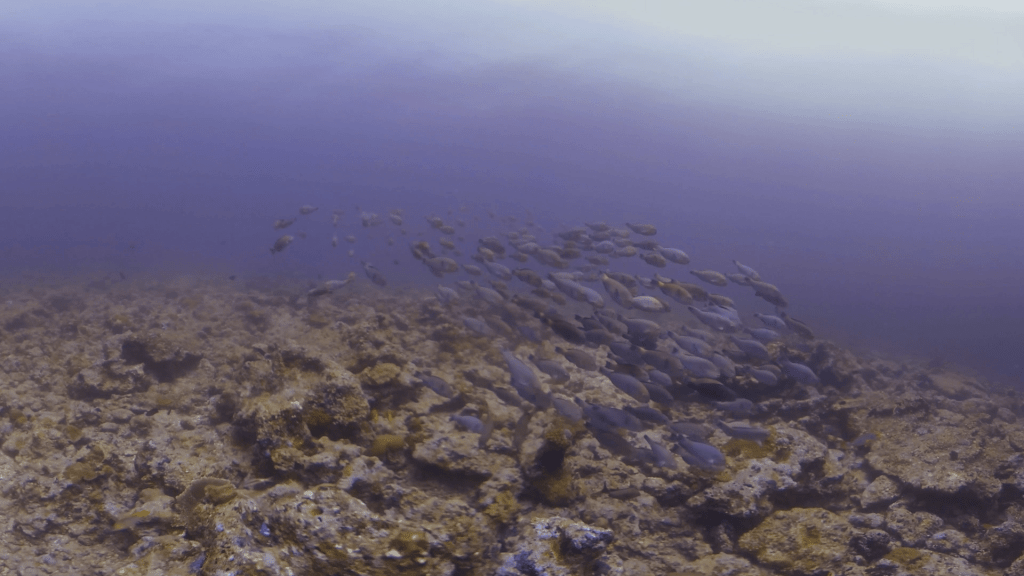 Parrotfish School Traverses Rubble Reef