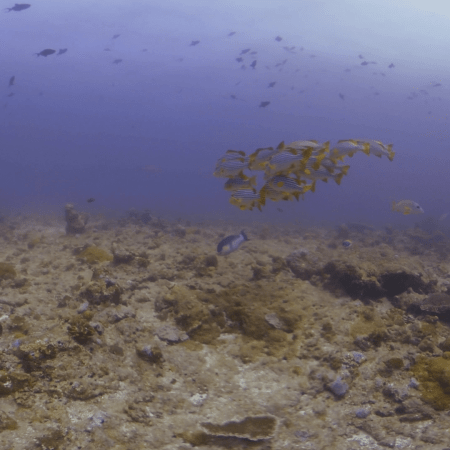 Striped Sweetlips Schooling Over Reef Rubble