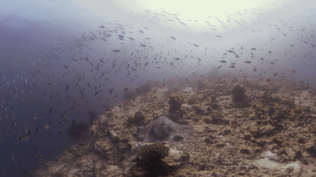 Bannerfish Swarm Over Marble Ray