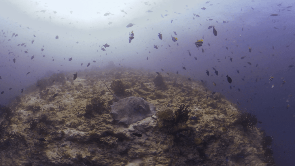 Marble Ray's Hunt at Pinnacle Reef
